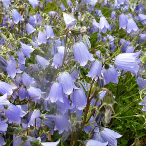 Zwerg-Glockenblume - Willemse