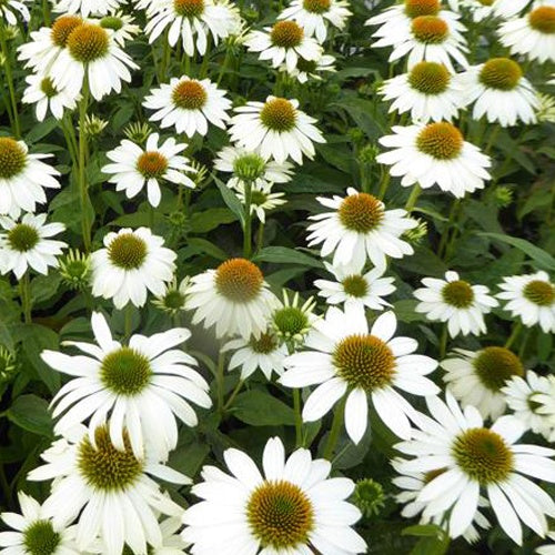 Sonnenhut ‘Pow Wow White’ - Willemse