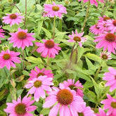 Sonnenhut 'Pow Wow Wild Berry' - Willemse