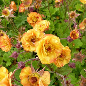 Nelkenwurz ‘Alabama Slammer’ - Willemse