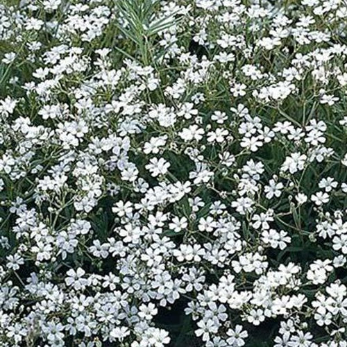 Rispiges Schleierkraut 'Schneeflocke' - Willemse