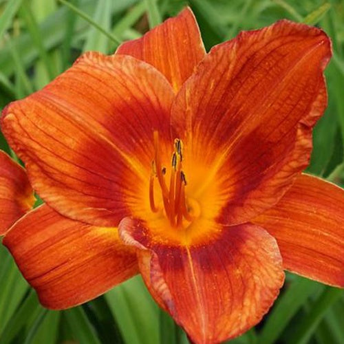 Taglilie ‘Holiday Delight’ - Willemse