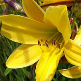 Taglilie Lemon Bells - Willemse