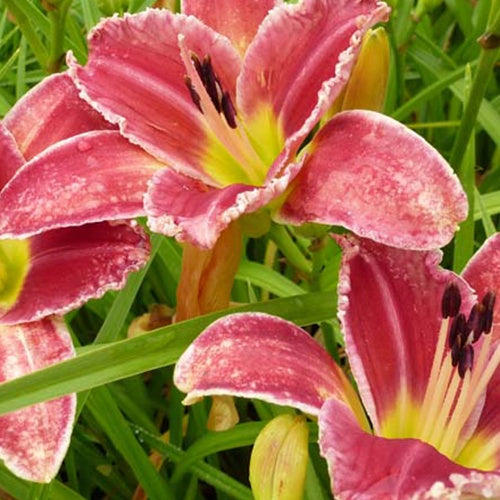 Taglilie 'Startle' - Willemse
