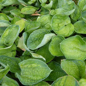 Hosta Blue Shadows Funkia - Willemse