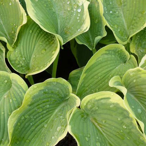 Hosta American Halo Funkia - Willemse