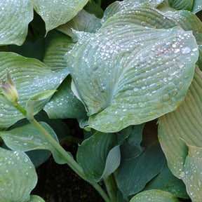 Funkie Blue Angel - Hosta hybride blue angel - Willemse