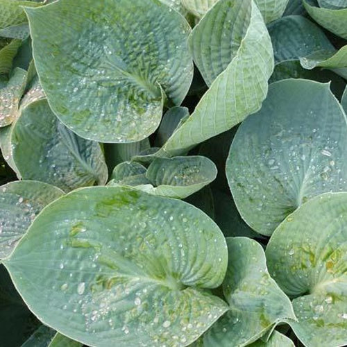Hosta Love Pat Funkia - Willemse