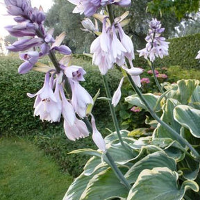 Hosta Sagae Funkia - Willemse