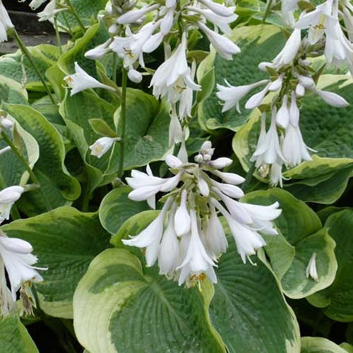Hosta Northern Exposure Funkia - Willemse