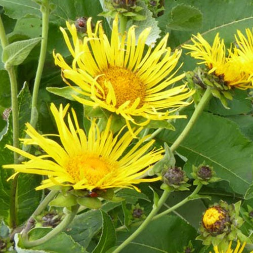 Alant (Inula helenium) - Willemse