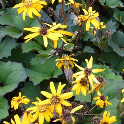 Ligularie 'Desdemona' - Willemse