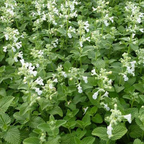 Katzenminze ‘Snowflake’ - Nepeta racemosa snowflake - Willemse
