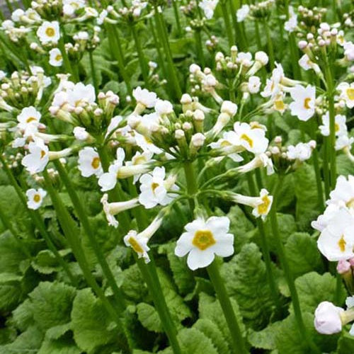 Etagen-Schlüsselblume 'Alba' - Willemse