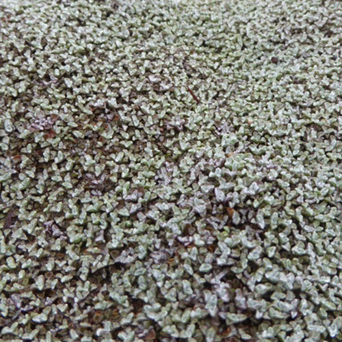 Silberkissen - Raoulia australis - Willemse
