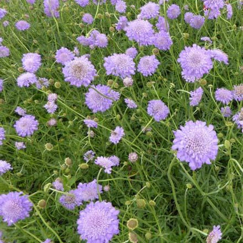 Tauben-Skabiose ‘Butterfly Blue’ - Willemse
