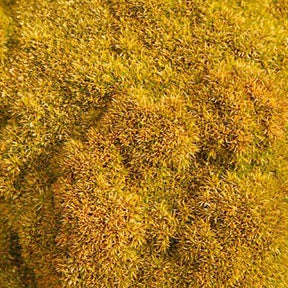 Scleranthus 'Selected Bronze' - Willemse