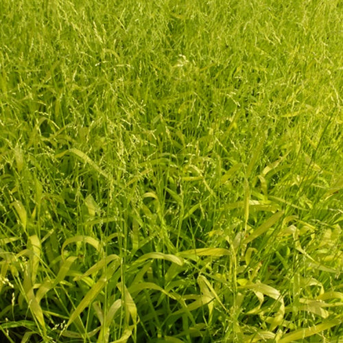 Gold-Hirsegras (Milium effusum 'Aureum') - Milium effusum aureum - Willemse
