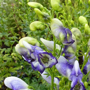 Weißblaublühender Eisenhut Bicolor - Willemse