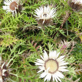 Silberdistel - Willemse
