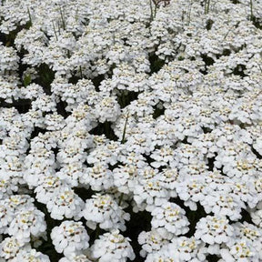 Immergrüne Schleifenblume 'Schneeflocke' - Willemse
