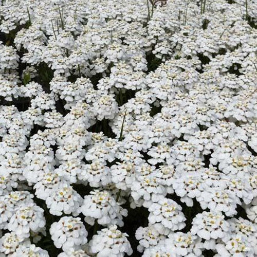 Immergrüne Schleifenblume 'Schneeflocke' - Willemse