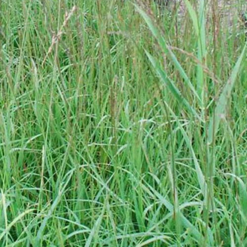 Kleines Pfeifengras Dauerstrahl - Willemse