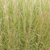 Präriegras Cairo - Willemse