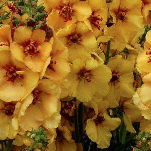 Königskerze Honey Dijon - Willemse