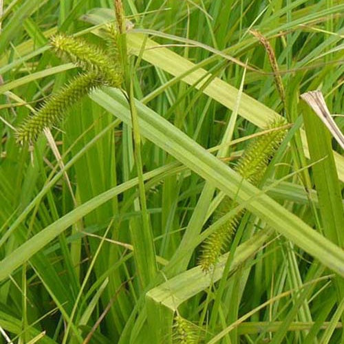 Zypergras-Segge - Willemse