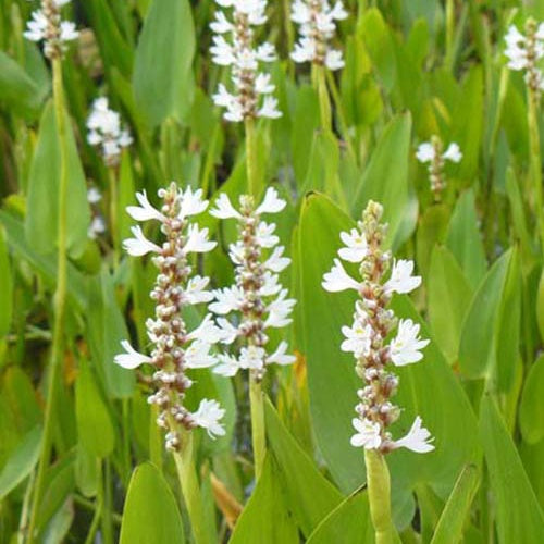 Hechtkraut 'White Pike' - Willemse