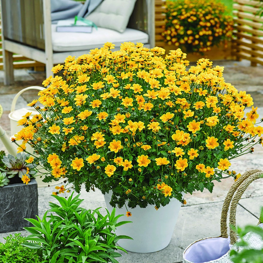 Zweizahn (Bidens) (x3) - Willemse