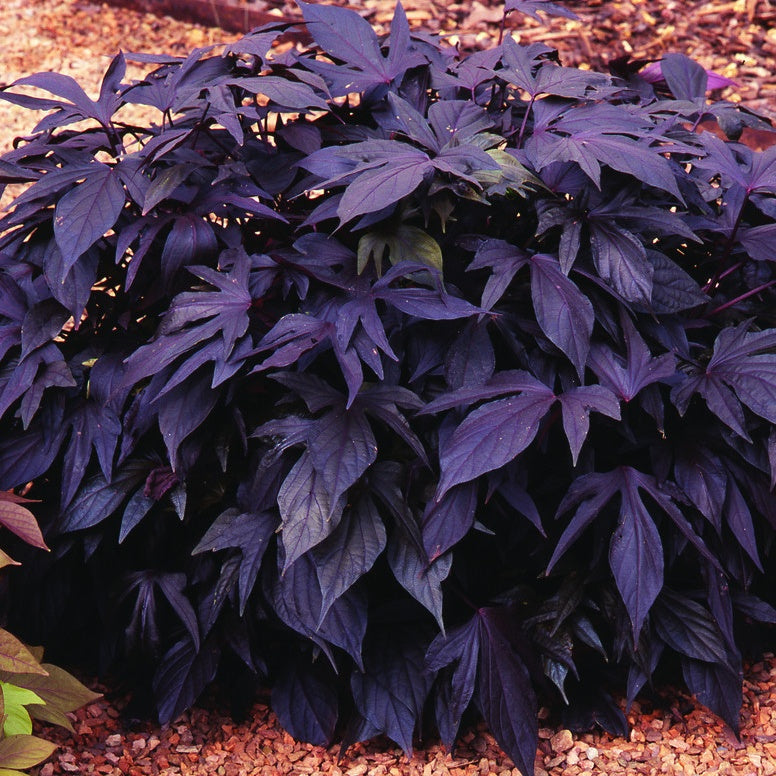 Zier-Süßkartoffel 'Sweet Caroline Purple' (x3) - Willemse