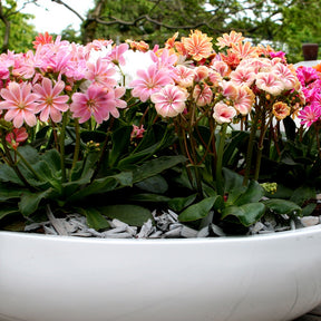 Bitterwurz Elise Mischung (x3) - Lewisia cotyledon elise - Willemse