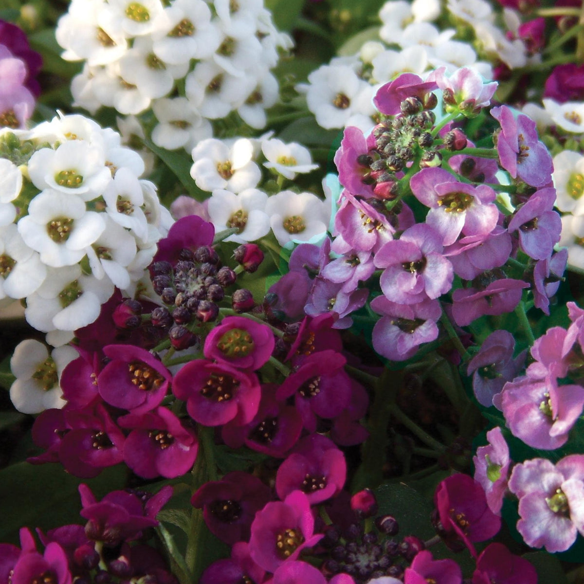 Duftsteinrich 'Easy Breezy Mix' (x3) - Lobularia Easy Breezy Mix - Willemse