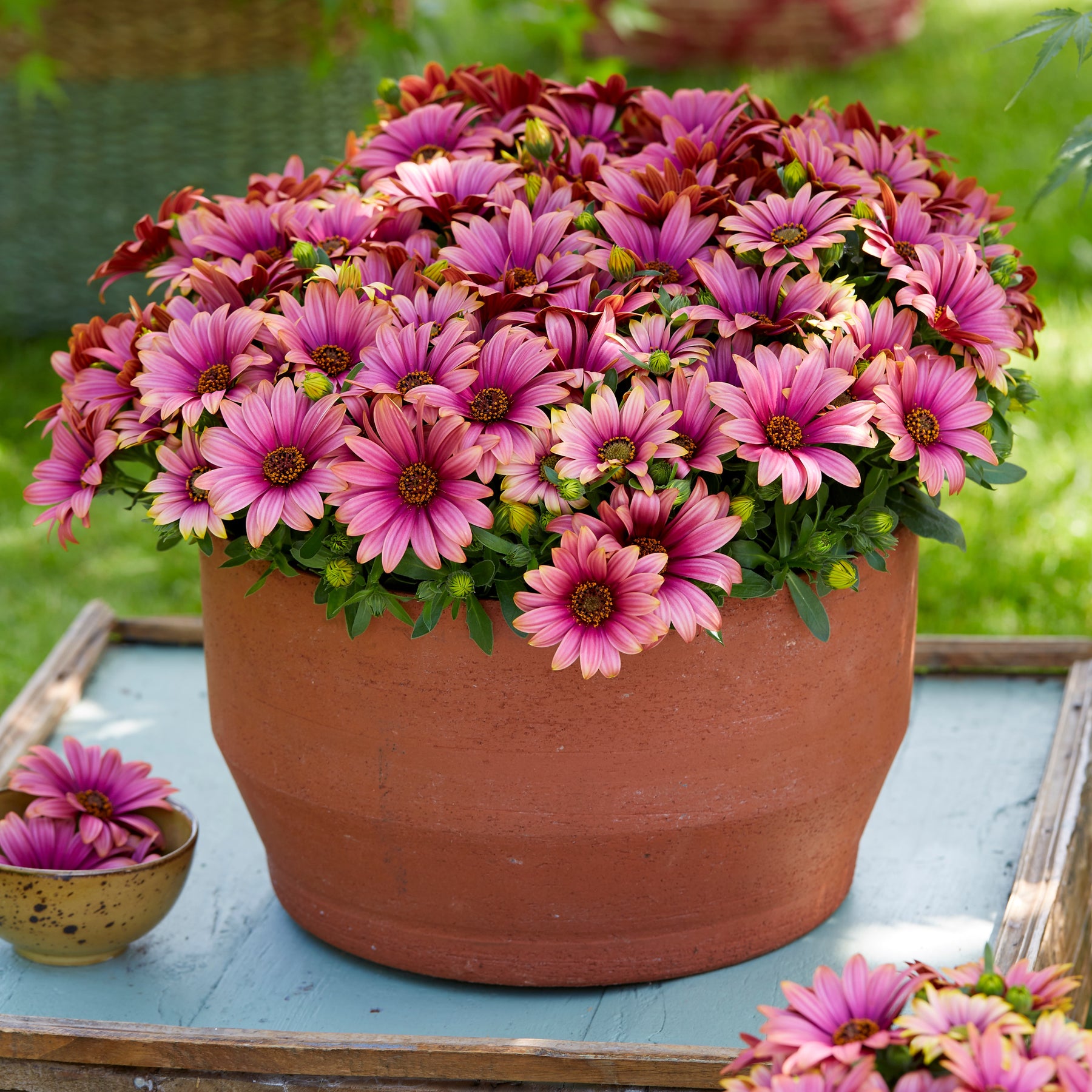 Kapmargeriten zweifarbig (lila/weiß) (x3) - Osteospermum Havilah - Willemse