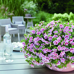 Zauberglöckchen MiniFamous Double PinkTastic (x3) - Calibrachoa hybride pinktastic