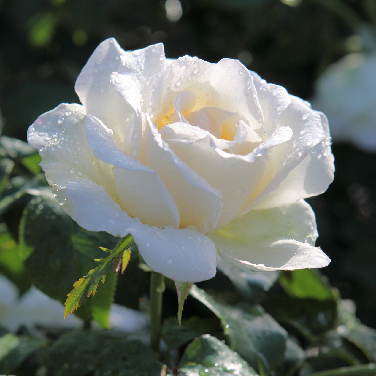 Rose White Symphony - Willemse