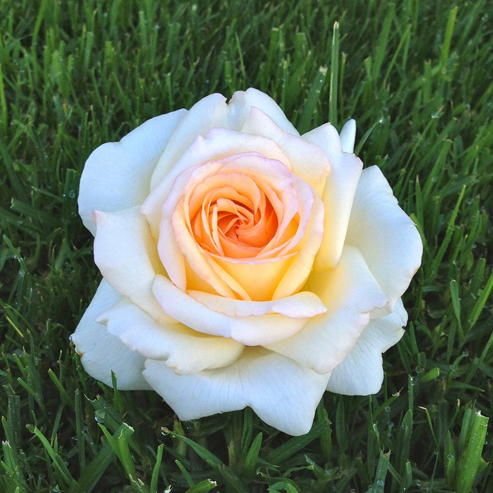 Edelrose Anastasia® - Willemse
