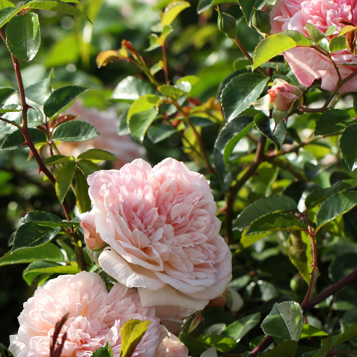 Kletterrose ‘Gloire de Dijon’ - Willemse
