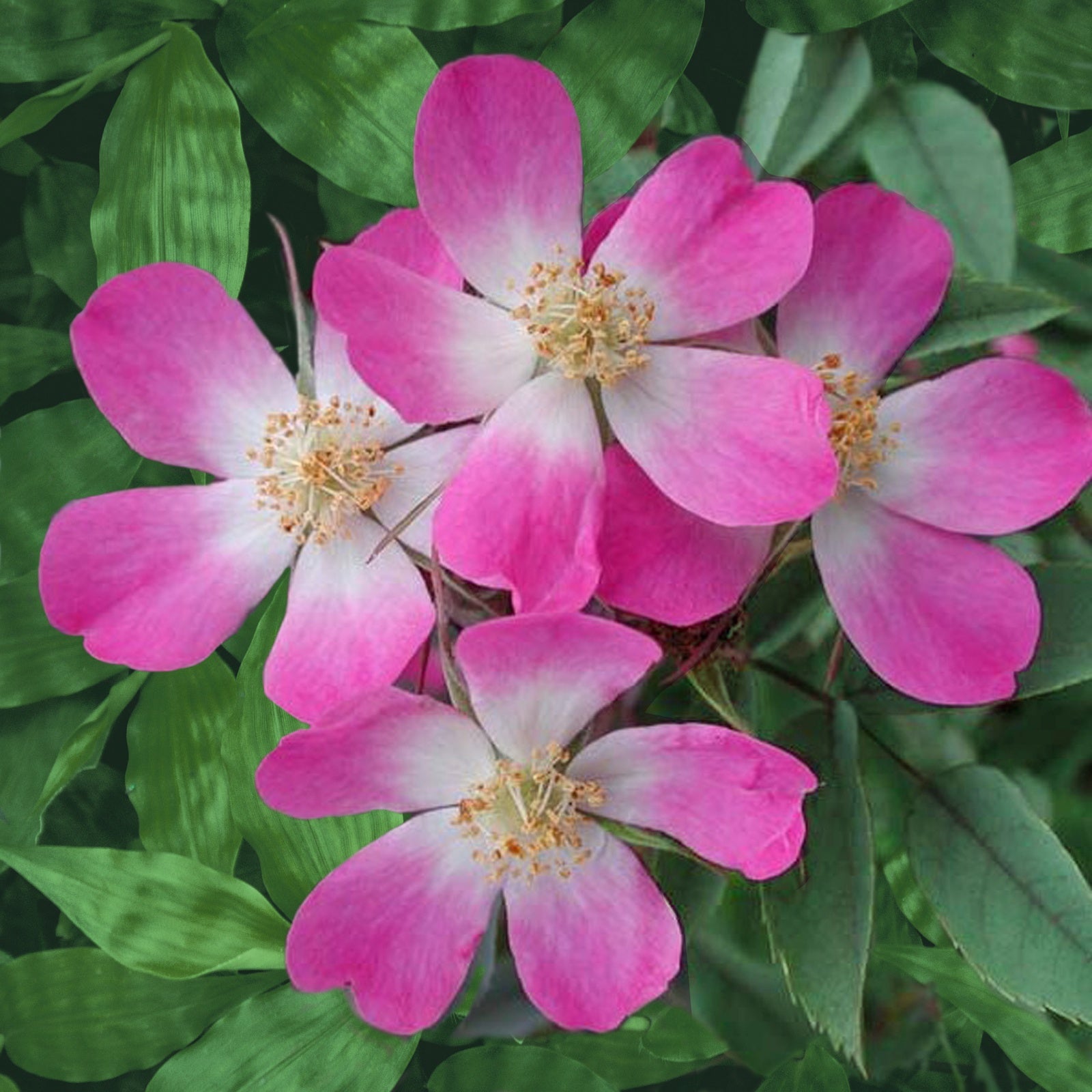 Rotblatt-Rose Glauca - Willemse