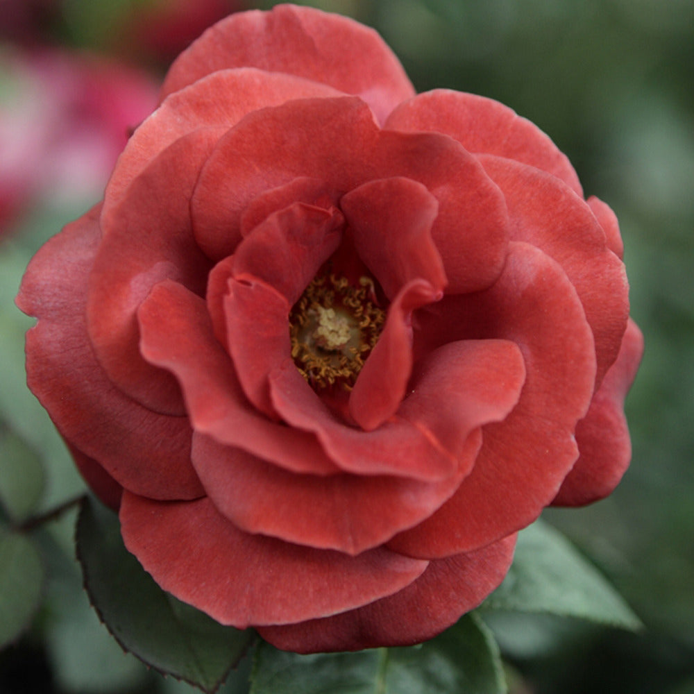Edelrose Terracotta ® - Willemse