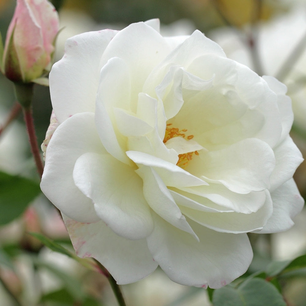 Kletterrose 'Fee des Schnees' - Willemse