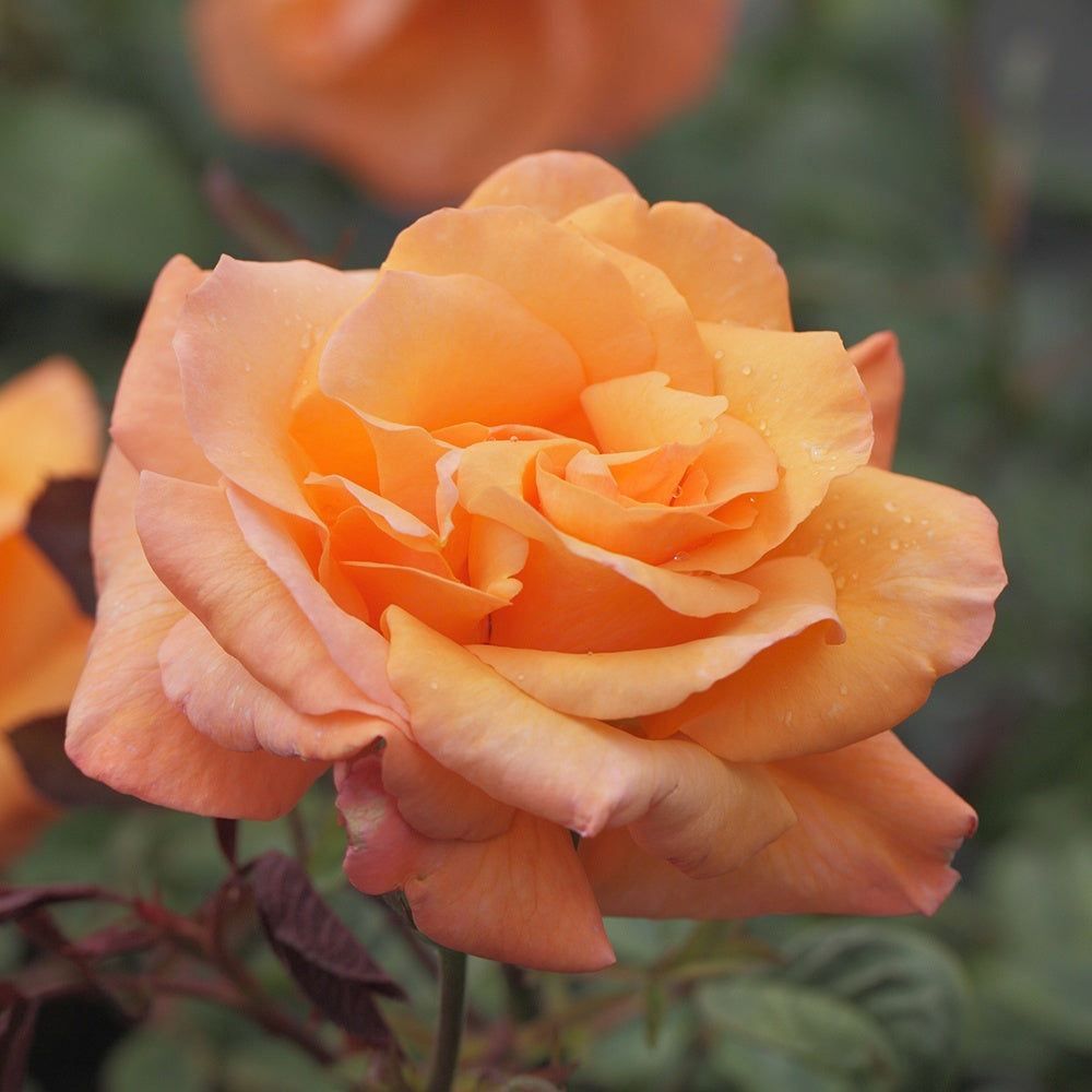 Kletterrose Orange Climber - Willemse