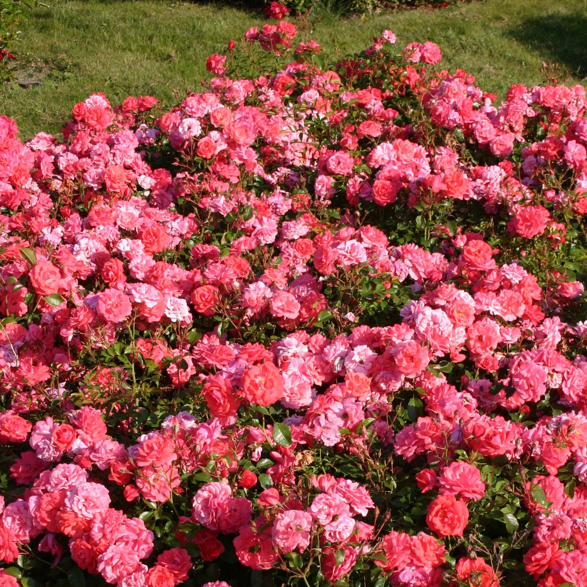 Rose Bonapart ® - Willemse