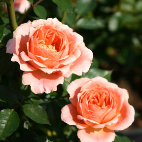 Rose Sweet Dream ® - Rosa sweet dream ® - Willemse