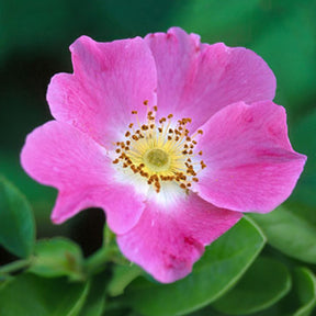 Rosen - Hundsrose - Rosa canina