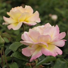 Rosenstrauch Mme A. Meilland - Willemse