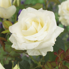 Annapurna ®-Rose - Willemse