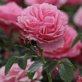 Rose 'Leonardo da Vinci' - Willemse